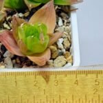 Haworthia Seedling MS072 Leightonii x Cymbiformis - 1