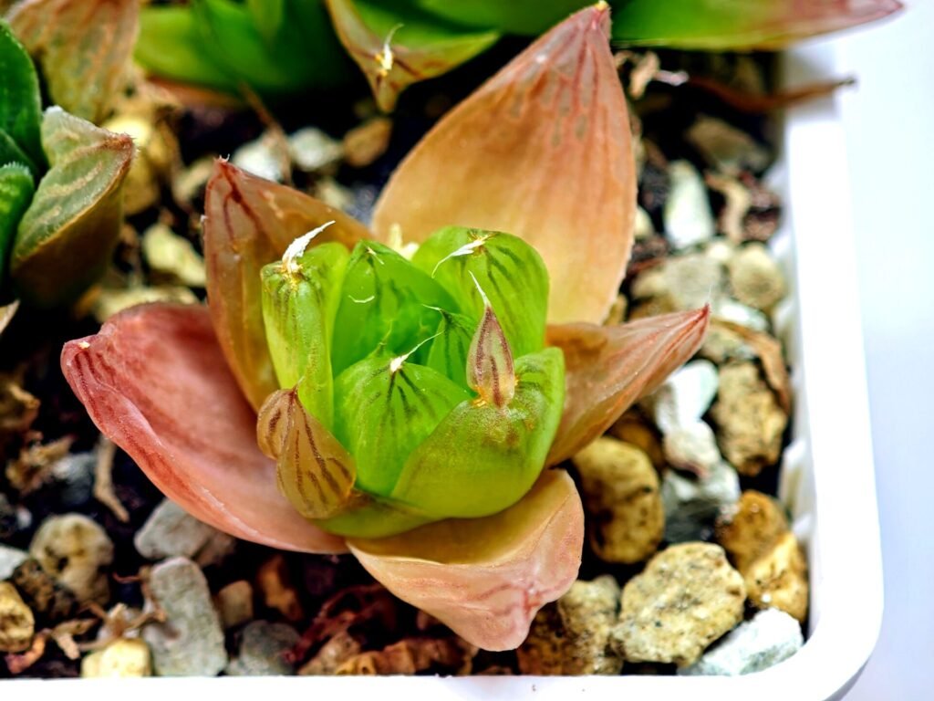 Haworthia Seedling MS072 Leightonii x Cymbiformis - 2