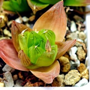 Haworthia Seedling MS072 Leightonii x Cymbiformis - 2