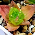 Haworthia Seedling MS072 Leightonii x Cymbiformis - 3