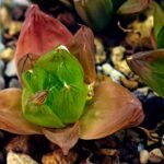 Haworthia Seedling MS072 Leightonii x Cymbiformis - 4