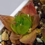 Haworthia Seedling MS072 Leightonii x Cymbiformis - 5