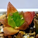 Haworthia Seedling MS072 Leightonii x Cymbiformis - 6