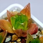 Haworthia Seedling MS072 Leightonii x Cymbiformis - 7