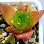 Haworthia Seedling MS072 Leightonii x Cymbiformis - 8
