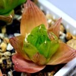 Haworthia Seedling MS072 Leightonii x Cymbiformis - 9