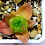 Haworthia Seedling MS072 Leightonii x Cymbiformis - 10