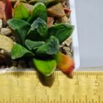 Haworthia Seedling MS 009 Terashiyama Hikaru Genji - 1