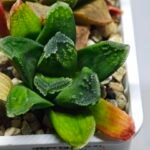 Haworthia Seedling MS 009 Terashiyama Hikaru Genji - 2