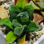 Haworthia Seedling MS 009 Terashiyama Hikaru Genji - 3