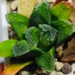 Haworthia Seedling MS 009 Terashiyama Hikaru Genji - 4