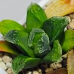Haworthia Seedling MS 009 Terashiyama Hikaru Genji - 5