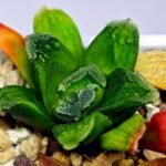 Haworthia Seedling MS 009 Terashiyama Hikaru Genji - 6