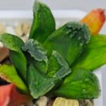 Haworthia Seedling MS 009 Terashiyama Hikaru Genji - 8