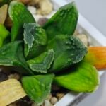 Haworthia Seedling MS 009 Terashiyama Hikaru Genji - 9