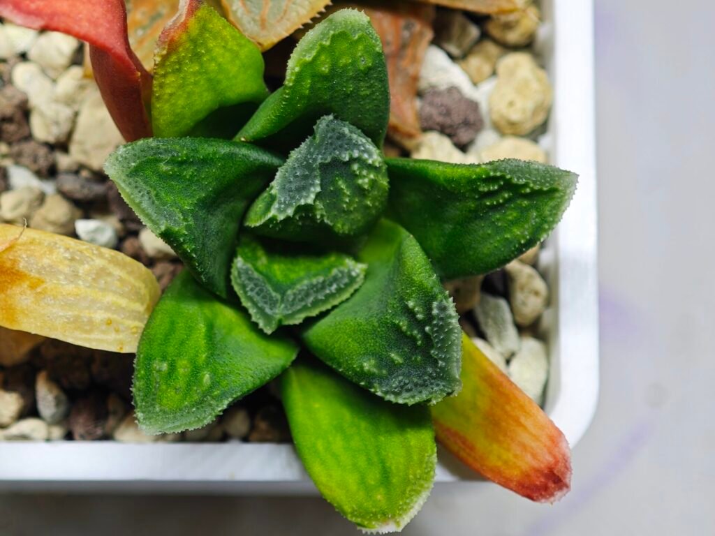 Home 9 Haworthia Seedling MS 009 Terashiyama Hikaru Genji - 10