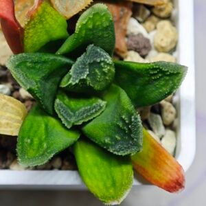 Haworthia Seedling MS 009 Terashiyama Hikaru Genji - 10