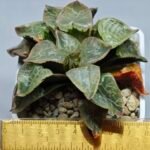 Haworthia comptoniana ‘Hakuganryu’ (白眼竜) [White eyed Dragon] - 1