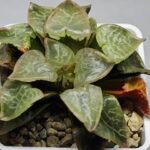 Haworthia comptoniana ‘Hakuganryu’ (白眼竜) [White eyed Dragon] - 2