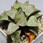 Haworthia comptoniana ‘Hakuganryu’ (白眼竜) [White eyed Dragon] - 3