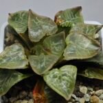 Haworthia comptoniana ‘Hakuganryu’ (白眼竜) [White eyed Dragon] - 4
