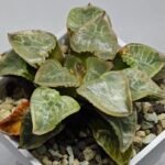 Haworthia comptoniana ‘Hakuganryu’ (白眼竜) [White eyed Dragon] - 5