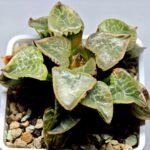 Haworthia comptoniana ‘Hakuganryu’ (白眼竜) [White eyed Dragon] - 6