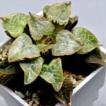 Haworthia comptoniana ‘Hakuganryu’ (白眼竜) [White eyed Dragon] - 7