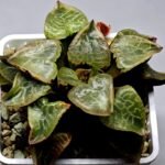 Haworthia comptoniana ‘Hakuganryu’ (白眼竜) [White eyed Dragon] - 8