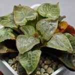 Haworthia comptoniana ‘Hakuganryu’ (白眼竜) [White eyed Dragon] - 9