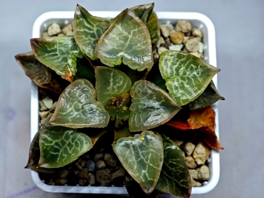 Haworthia comptoniana ‘Hakuganryu’ (白眼竜) [White eyed Dragon] - 10