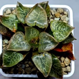 Haworthia comptoniana ‘Hakuganryu’ (白眼竜) [White eyed Dragon] - 10