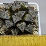 Haworthia ‘Shikinjyo’ Forbidden City (Haworthia splendens x ‘Kotohime’) [紫金城] - 1