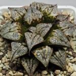 Haworthia ‘Shikinjyo’ Forbidden City (Haworthia splendens x ‘Kotohime’) [紫金城] - 2