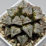 Haworthia ‘Shikinjyo’ Forbidden City (Haworthia splendens x ‘Kotohime’) [紫金城] - 3