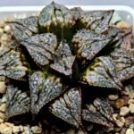 Haworthia ‘Shikinjyo’ Forbidden City (Haworthia splendens x ‘Kotohime’) [紫金城] - 4