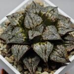 Haworthia ‘Shikinjyo’ Forbidden City (Haworthia splendens x ‘Kotohime’) [紫金城] - 5