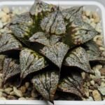 Haworthia ‘Shikinjyo’ Forbidden City (Haworthia splendens x ‘Kotohime’) [紫金城] - 6