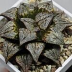 Haworthia ‘Shikinjyo’ Forbidden City (Haworthia splendens x ‘Kotohime’) [紫金城] - 7