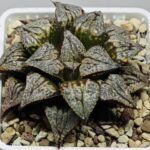 Haworthia ‘Shikinjyo’ Forbidden City (Haworthia splendens x ‘Kotohime’) [紫金城] - 8