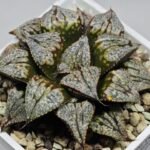 Haworthia ‘Shikinjyo’ Forbidden City (Haworthia splendens x ‘Kotohime’) [紫金城] - 9