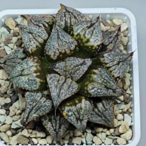 Haworthia ‘Shikinjyo’ Forbidden City (Haworthia splendens x ‘Kotohime’) [紫金城] - 10