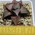 Haworthia Badia ‘Shuten-Doji’ (주탄동자) Type B - 1