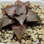 Haworthia Badia ‘Shuten-Doji’ (주탄동자) Type B - 2