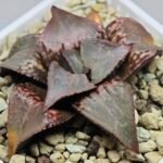 Haworthia Badia ‘Shuten-Doji’ (주탄동자) Type B - 3