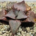 Haworthia Badia ‘Shuten-Doji’ (주탄동자) Type B - 4