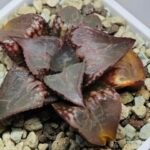 Haworthia Badia ‘Shuten-Doji’ (주탄동자) Type B - 5