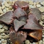 Haworthia Badia ‘Shuten-Doji’ (주탄동자) Type B - 6