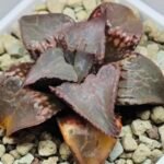 Haworthia Badia ‘Shuten-Doji’ (주탄동자) Type B - 7