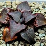 Haworthia Badia ‘Shuten-Doji’ (주탄동자) Type B - 8